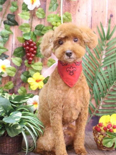 20230804ジョイくん